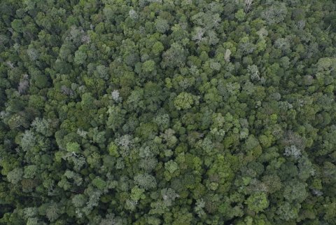 Hutan Hujan