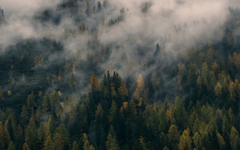 Hutan dan Awan